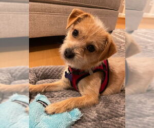 Mutt Dogs for adoption in Bellevue, WA, USA
