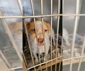 Jack Russell Terrier-Unknown Mix Dogs for adoption in Springfield, VA, USA