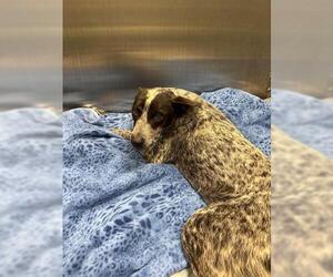 Mutt Dogs for adoption in San Martin, CA, USA