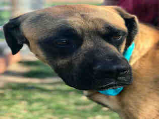 Mastiff Dogs for adoption in Henderson, NV, USA