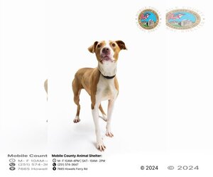 American Bulldog Dogs for adoption in Mobile, AL, USA