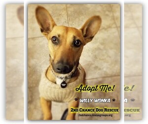 Dachshund-Unknown Mix Dogs for adoption in Queen Creek, AZ, USA
