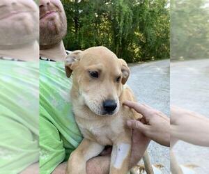 Boxador Dogs for adoption in Pembroke, GA, USA