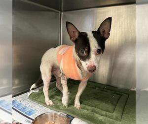 Chihuahua Dogs for adoption in San Antonio, TX, USA
