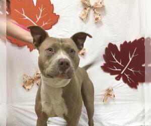 American Pit Bull Terrier Dogs for adoption in Riverside, CA, USA