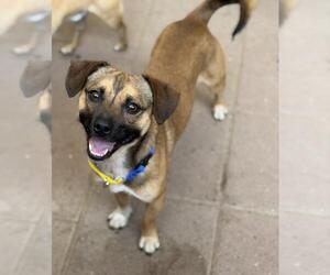 Chug Dogs for adoption in Santa Maria, CA, USA