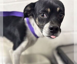 Fox Terrier (Toy)-Unknown Mix Dogs for adoption in San Bernardino, CA, USA