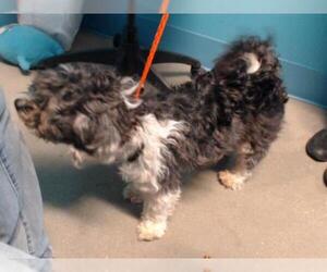 Shih-Poo Dogs for adoption in Houston, TX, USA
