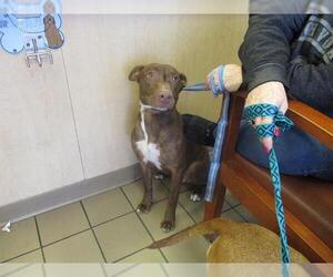 Labrador Retriever-Unknown Mix Dogs for adoption in Ocala, FL, USA