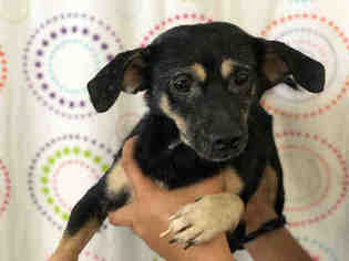 Medium Photo #1 Chiweenie Puppy For Sale in Sugar Land, TX, USA