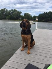 Bloodhound Dogs for adoption in Round Lake Beach, IL, USA