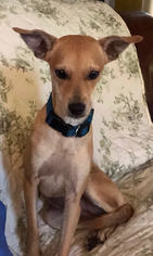 Medium Photo #2 Mutt Puppy For Sale in Pawtucket, RI, USA