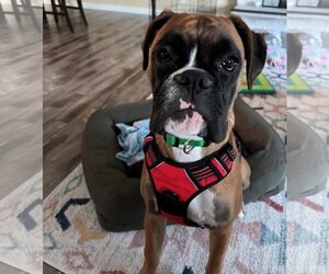 Boxer Dogs for adoption in Stanwood, WA, USA