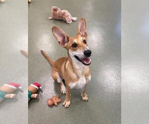 Carolina Dog-Unknown Mix Dogs for adoption in Lee's Summit, MO, USA