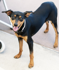 Miniature Pinscher Dogs for adoption in San Diego, CA, USA