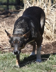 Medium Photo #1 Rat Terrier-Unknown Mix Puppy For Sale in Mechanicsburg, PA, USA