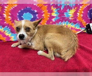 Mutt Dogs for adoption in Downey, CA, USA