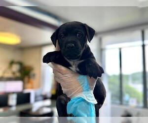Pointer-Unknown Mix Dogs for adoption in Raleigh, NC, USA