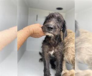 Labrador Retriever-Miniature Schnauzer Mix Dogs for adoption in Houston, TX, USA