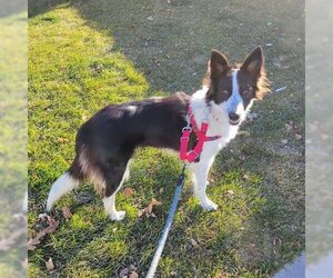 Border Collie Dogs for adoption in Vaughan, Ontario, Canada