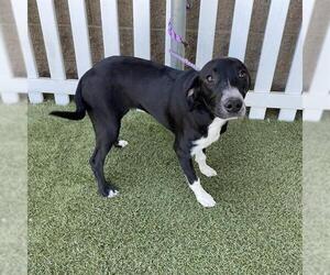 Border Collie-English Foxhound Mix Dogs for adoption in Modesto, CA, USA