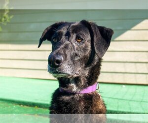 Labrador Retriever-Unknown Mix Dogs for adoption in Marble Falls, TX, USA