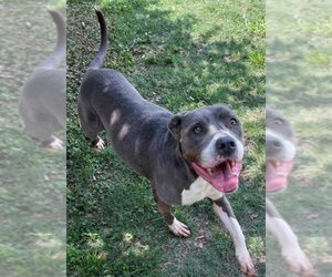 Staffordshire Bull Terrier Dogs for adoption in Texas City, TX, USA