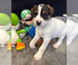 Mutt Dogs for adoption in Canton, CT, USA