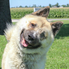 Akita Dogs for adoption in Troy, IL, USA