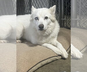Siberian Husky-Unknown Mix Dogs for adoption in Coldwater, MI, USA