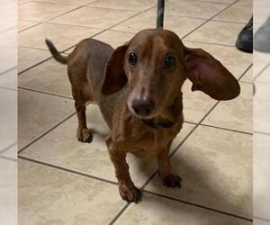 Dachshund Dogs for adoption in Staley, NC, USA