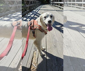 Great Pyrenees Dogs for adoption in Croydon, NH, USA