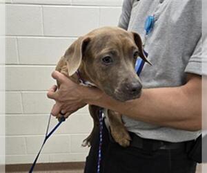 American Pit Bull Terrier-Unknown Mix Dogs for adoption in Derwood, MD, USA