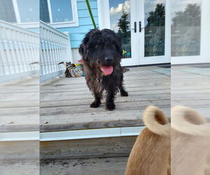 Mutt Dogs for adoption in Salt Lake City, UT, USA