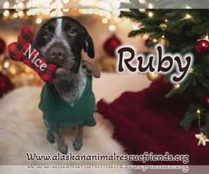 German Wirehaired Pointer-Unknown Mix Dogs for adoption in Anchorage, AK, USA