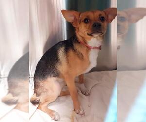 Chihuahua Dogs for adoption in Fort Lauderdale, FL, USA