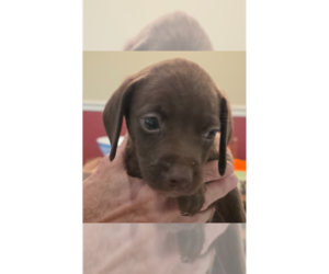 Doxle Dogs for adoption in Aurora, IN, USA