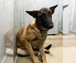 Mutt Dogs for adoption in HESPERIA, CA, USA