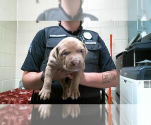 American Pit Bull Terrier Dogs for adoption in Denver, CO, USA