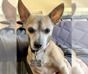 Chihuahua Dogs for adoption in Loganville, GA, USA