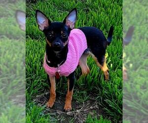 Miniature Pinscher Dogs for adoption in Oakley, CA, USA