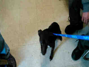 Mutt Dogs for adoption in Lodi, CA, USA