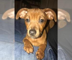 Chiweenie Dogs for adoption in Georgetown, KY, USA