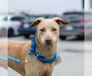 Labrador Retriever-Unknown Mix Dogs for adoption in San Diego, CA, USA
