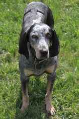 Bluetick Coonhound Dogs for adoption in Matthews, NC, USA