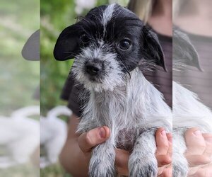 Jack Russell Terrier-Shih Tzu Mix Dogs for adoption in Fresno, CA, USA