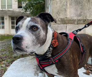 American Pit Bull Terrier-Unknown Mix Dogs for adoption in Monkton, MD, USA