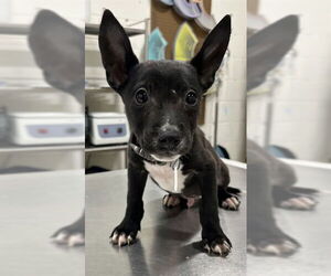 Labrador Retriever-Unknown Mix Dogs for adoption in Forestville, MD, USA