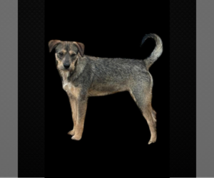 Mutt Dogs for adoption in Tuscaloosa, AL, USA