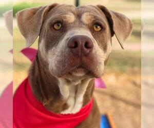 American Staffordshire Terrier-Unknown Mix Dogs for adoption in San Antonio, TX, USA